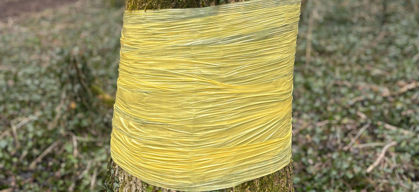 Stretch Films